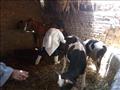 فحص وتحصين الماشية من الأمراض الوبائية 