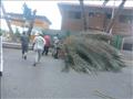 رفع 3 أشجار نخيل سقطت بسبب الرياح في بورسعيد
