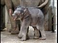 فيل آسيوي صغير