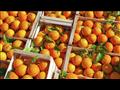 صادرات البرتقال
