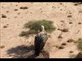 رصد الطيور المهاجرة بمحميات جنوب سيناء