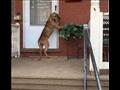 كلب يقف أسبوع على باب أصحابه بعدما تركوه وهاجروا