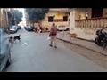 كلاب تتنشر في شوارع المنيا