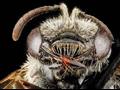 وجه أحد أنواع النحل