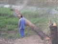 إزالة أشجار النخيل من على جوانب طرق المراغة 