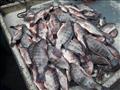 ارتفاع أسعار الأسماك في كفر الشيخ 