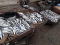 ارتفاع أسعار الأسماك في دمياط