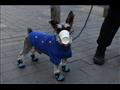 كلب في بكين يرتدي قناعا واقيا مصنوعا من كوب ورقي