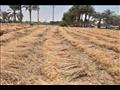 محافظ أسيوط يتفقد بدء حصاد محصول القمح بمركز أبنوب