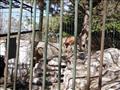 حديقة حيوان الإسكندرية أغلقت أبوابها في شم النسيم