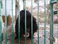 حديقة حيوان الإسكندرية أغلقت أبوابها في شم النسيم