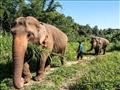 أفيال تايلاند تعود إلى وطنها الأم