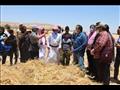 محافظ شمال سيناء يفتتح موسم حصاد القمح والشعير
