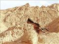 محمية جنوب سيناء تحرر النسر
