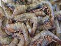  أسعار الأسماك والمأكولات البحرية في سوق الجملة ال