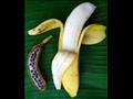 الموز ببذور