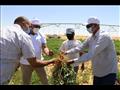 الوادي الجديد تنفذ مشروعا لزراعة البطاطس والفول السوداني 