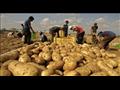 صادرات البطاطس تراجعت بسبب كورونا