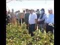 وزير قطاع الأعمال يتفقد تجربة زراعة القطن قصير التيلة 