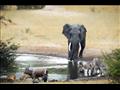 135-120625-lubombo-south-africa-elephant-sanctuary-2
