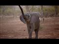 135-120624-lubombo-south-africa-elephant-sanctuary_700x400