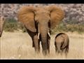 135-120626-lubombo-south-africa-elephant-sanctuary-3