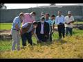 رئيس جامعة دمياط يشهد حصاد محصول الأرز 