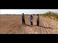 توزيع تقاوي القمح بالمجان على مزارعي جنوب سيناء