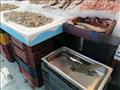 التمساح حسن صديق الأطفال بسوق السمك ببورسعيد