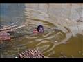 فتاة تجر ما تبقى من منزل عائلتها عبر مياه الفيضانات الملوثة