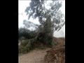 سقوط أشجار وانقطاع للكهرباء في المنوفية بسبب الرياح 