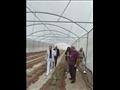 قوافل زراعية تجوب مدن ووديان جنوب سيناء  