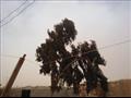 العاصفة تتسبب في قطع الكهرباء عن مدن شمال سيناء  (3)