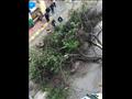 سقوط شجرة على سيارة 