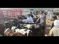 تحصين الماشية في الإسكندرية