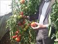 الزراعة تنتج طماطم من بذور مصرية 