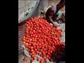 الزراعة تنتج طماطم من بذور مصرية 