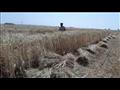 محافظ الوادي الجديد يشهد حصاد محصول القمح  (1)