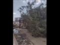 سقوط شجرة كبيرة بسبب الرياح الشديدة في بورسعيد