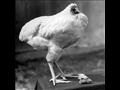 حكاية دجاجة عاشت 18 شهرا بدون رأس 