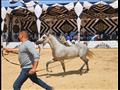 افتتاح  المهرجان الدولي للخيول العربية في البحيرة