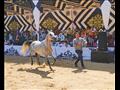 افتتاح  المهرجان الدولي للخيول العربية في البحيرة