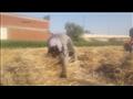 رجل مسن ضمن عمال حصاد القمح