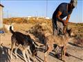 عامل يرعى كلبا في ملجأ للحيوانات في مدينة غزة