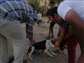 حملة لتطعيم وتعقيم كلاب الشوارع في أسوان