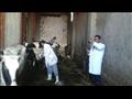 تحصين الماشية في الإسكندرية 