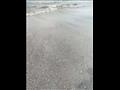 مسح منطقة التلوث الزيتي في شاطئ المناخ ببورسعيد (7)