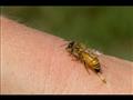 تأثير سم النحل للعلاج يقتصر فقط على علاج الالتهابات بجميع أنواعها 