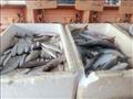 أنواع وأسعار  الأسماك بجنوب سيناء (5)