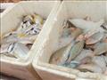 أنواع وأسعار  الأسماك بجنوب سيناء (2)